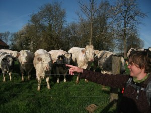 Koeien, daar worden wij blij van